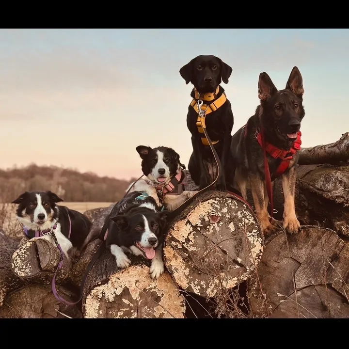 themworkingdogs