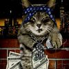 iwantabalinesecat