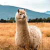 reddit.drama.llama