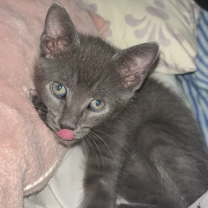 smokey.buddy5