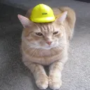 @safety.cat0