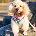 @summerrosethepoodle