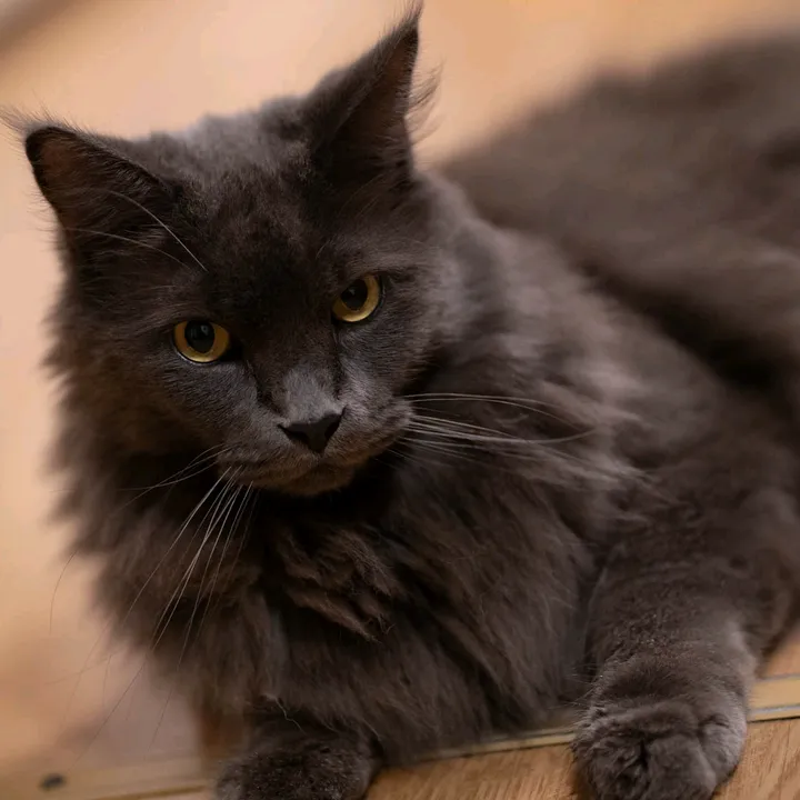 mannyderstrizzikater