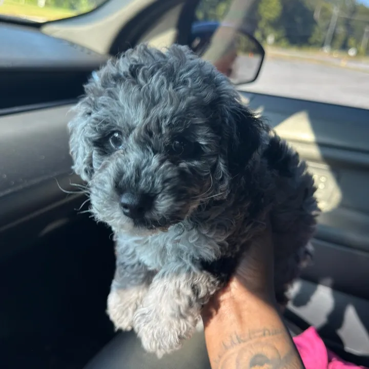 riotheminipup