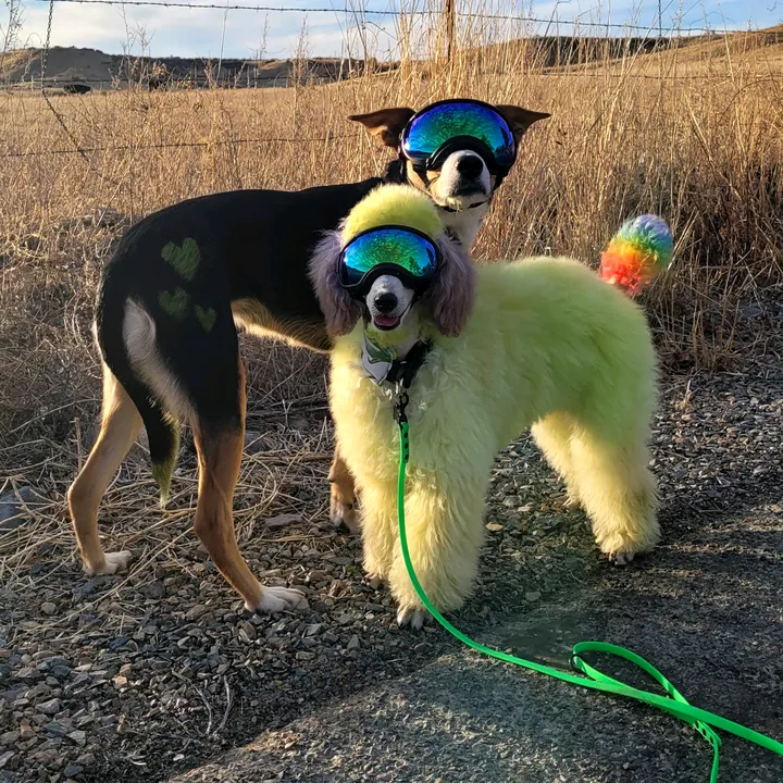 loonydoonytheservicedog