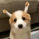 @pet_babylover77