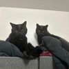meatballandfenrir