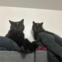 @meatballandfenrir