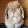 pumpkin.thehollandlop