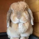 @pumpkin.thehollandlop