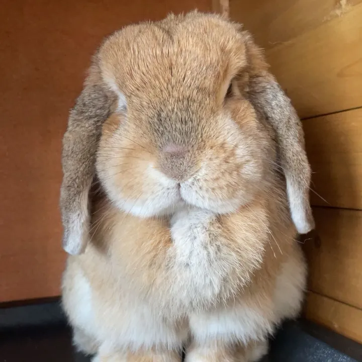 @pumpkin.thehollandlop