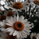 @papatya_6541