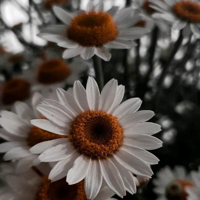 papatya_6541