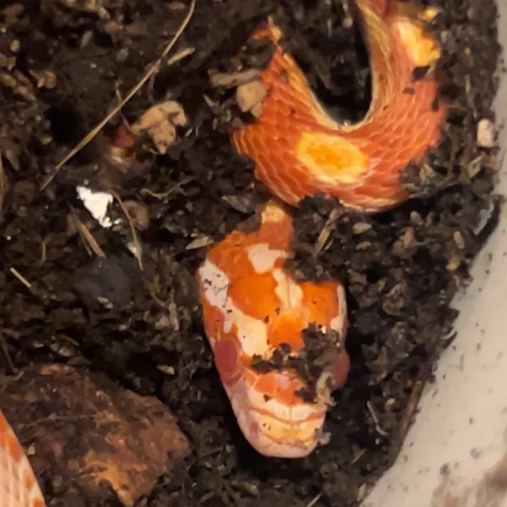 @ryannpets