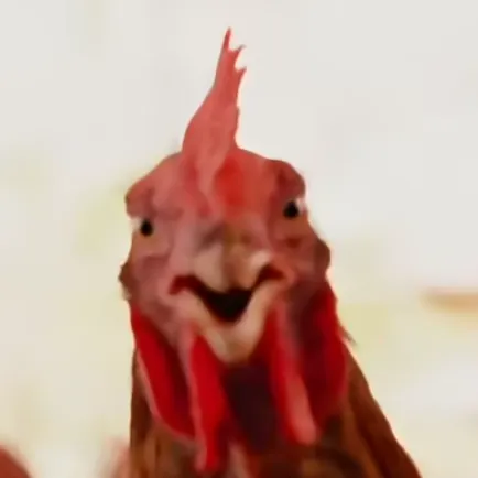 chickrhkfi2