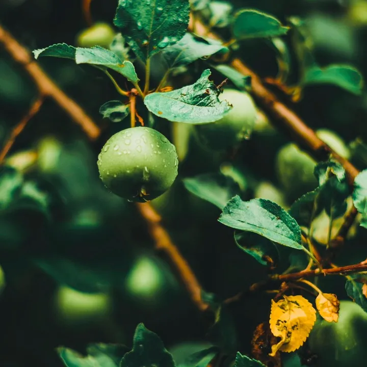 greenappletarot
