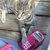 catdogloverkat