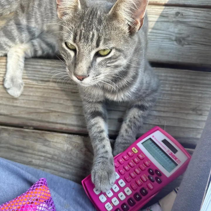 catdogloverkat