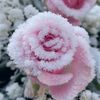 rosanivalis