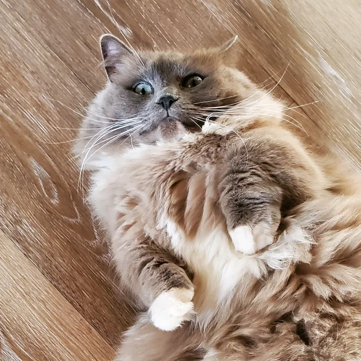 munchkinstevie