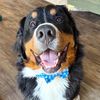 yournewfriendfranklin