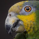 @imforthebirds