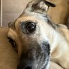 animallover415