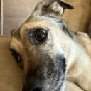 @animallover415