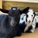 @naturesspiritfarm