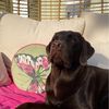 teddy.lab