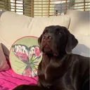 @teddy.lab