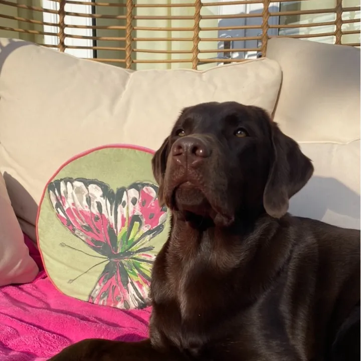 teddy.lab