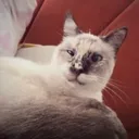 @tuna7274
