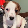 bonniebelljrt