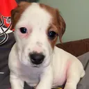 @bonniebelljrt