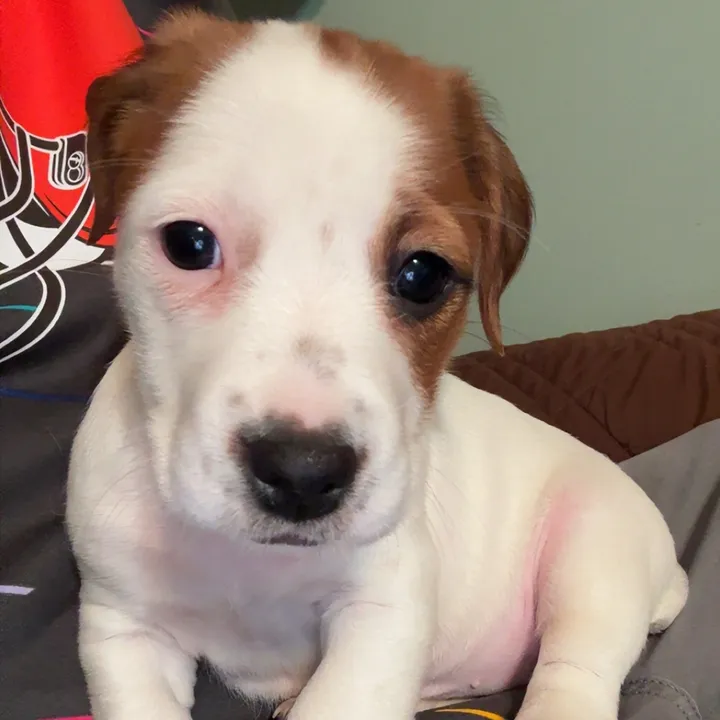 bonniebelljrt