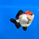 @teras_aji_goldfish