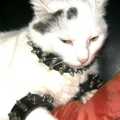 leisurelycat_13