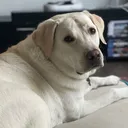 @furrybuddy21