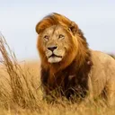 @look.animals8