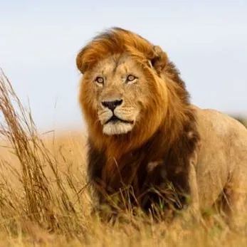 look.animals8