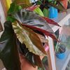phoenixplantspot