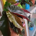 @phoenixplantspot