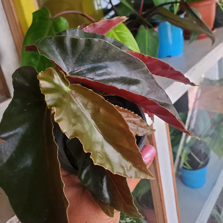 @phoenixplantspot