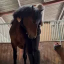 @freya_thatequestrian