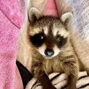 @catsncoons