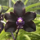 @motesorchids