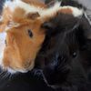 bear.and.beau