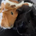 @bear.and.beau