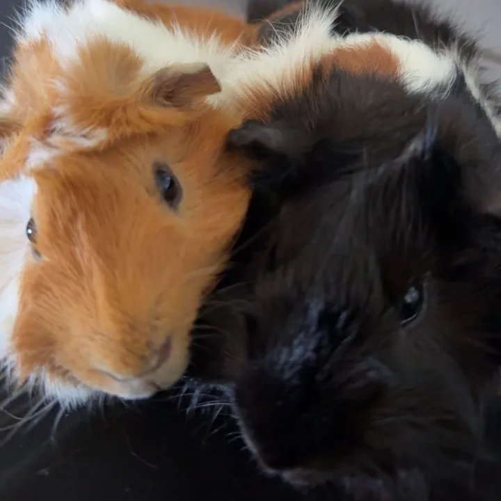 bear.and.beau